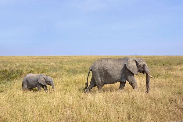 Bébé éléphant avec mère marchant sur safari — Photo