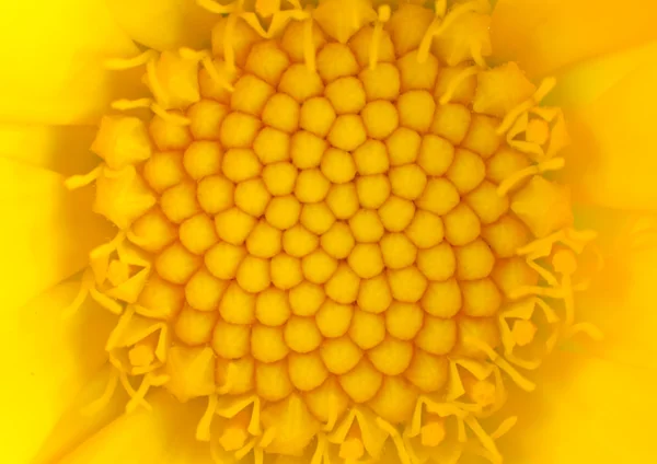 Macro Close-up on Yellow Flower Center — Stock Photo, Image