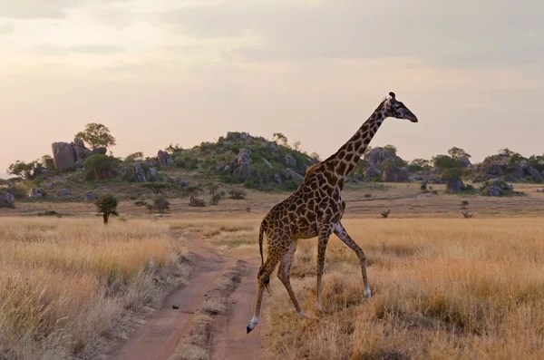 Giraffe überquert Straße im Serengeti-Nationalpark — Stockfoto