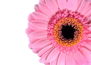 pembe gerbera marigold makro üzerinde beyaz izole