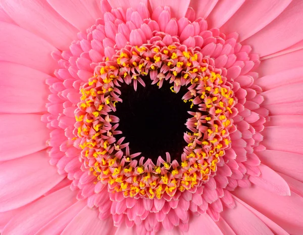 Perfecta flor de caléndula rosa Gerbera Macro —  Fotos de Stock