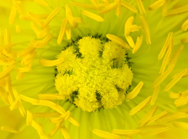 Yellow Poppy Flower Center. Big Macro Close-up