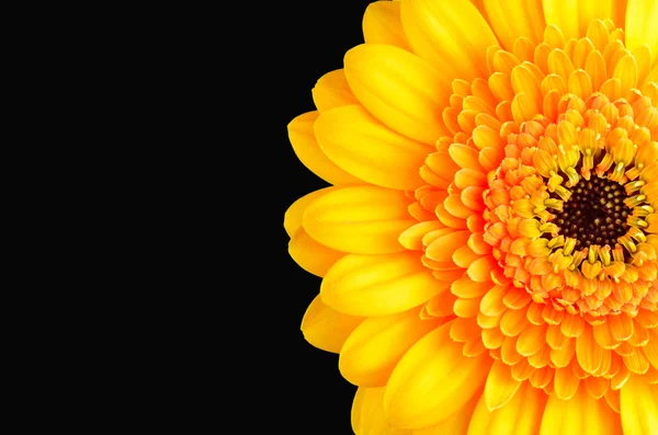 Fiore di calendula arancione isolato su nero — Foto Stock