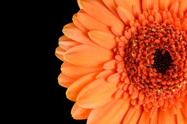 Turuncu gerbera çiçek makro üzerine siyah izole