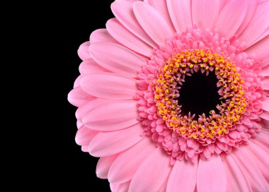 pembe gerbera marigold makro yakın çekim izole