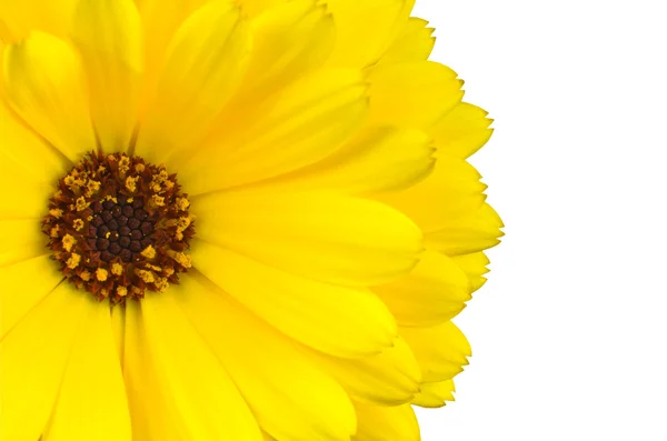 Gele gerbera Goudsbloem bloem macro geïsoleerd op wit — Stockfoto