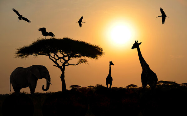 Силуэты животных на закате на сафари в африканской саванне
