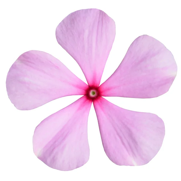 Flor de Periwinkle rosa isolado em branco — Fotografia de Stock