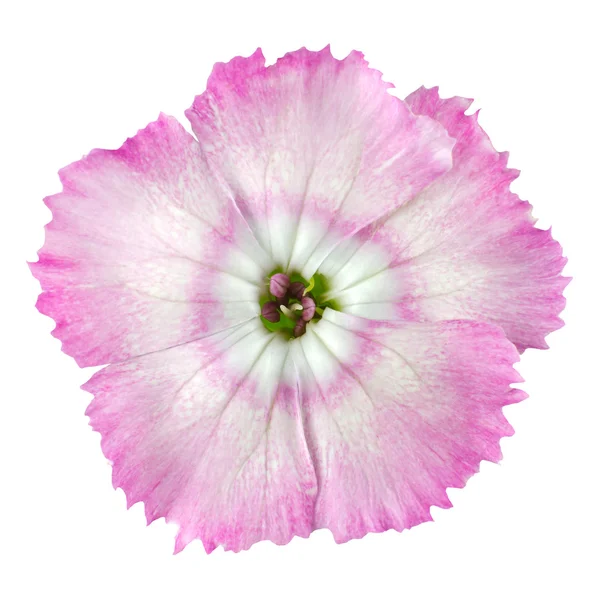 Pembe beyaz kır çiçeği üzerinde beyaz izole makro — Stok fotoğraf