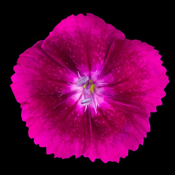 Rosa viola dianthus fiore selvatico isolato su nero — Foto Stock