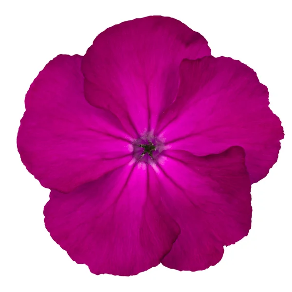 Purple Pinks Dianthus wild flower Isoalted on white — Stock Photo, Image