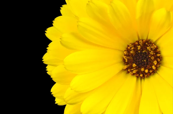Gele gerbera Goudsbloem bloem geïsoleerd op zwart — Stockfoto