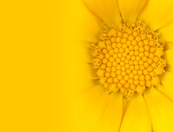 Yellow Daisy Flower with Gradient to Yellow — Stock Photo, Image