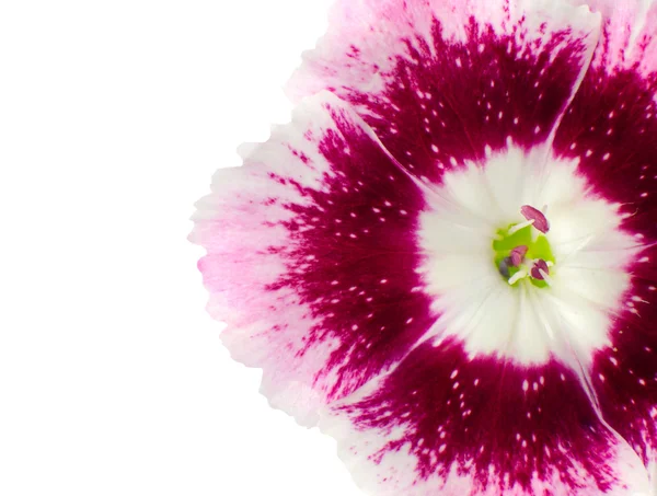 Teil der rosa Dianthusblüte isoliert auf weiß — Stockfoto