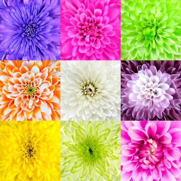 Collection of Chrysanthemum Flower Macros — Stock Photo, Image