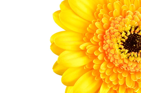 Yellow Gerber Marigold Flower Part Isolated — Stock Photo, Image