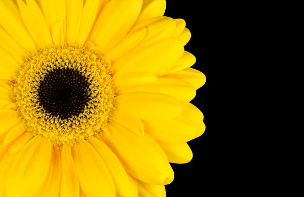 Gelbe Ringelblumenblüte isoliert auf schwarz — Stockfoto