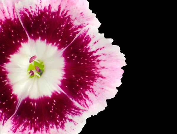 Del av rosa dianthus blomma isolerade på svart — Stockfoto