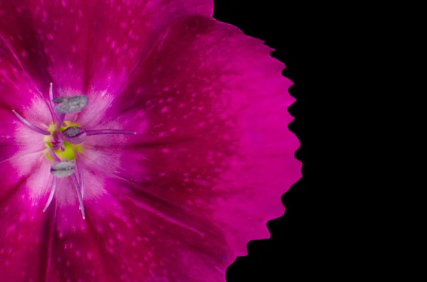 Bagian dari Ungu Diathus Bunga Terisolasi pada Hitam — Stok Foto