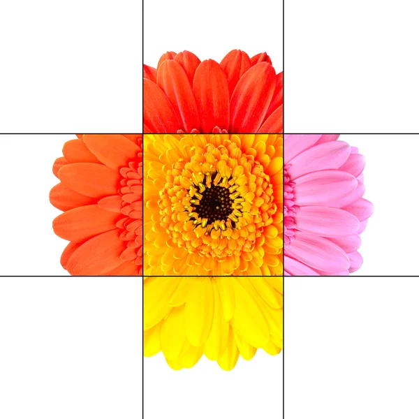 Colorful Gerbera Marigold Flower Mosaic Design — Stock Photo, Image