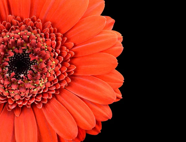 Red marigold flower close up fotos de stock, imágenes de Red marigold  flower close up sin royalties | Depositphotos
