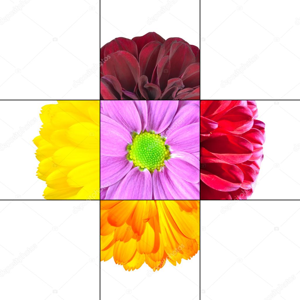 Disegno del fiore margherita colorato mosaico che ¨ posto da 9 quadrati su 3x3 griglia con parti di fiore margherita o dahlia — Foto di tr3gi