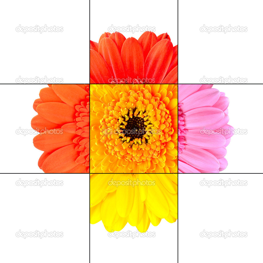 Fiore del ta e gerbera colorato mosaico disegno isolato su bianco posto da 9 quadrati su 3x3 griglia ciascuna con parte del fiore gerbera — Foto di