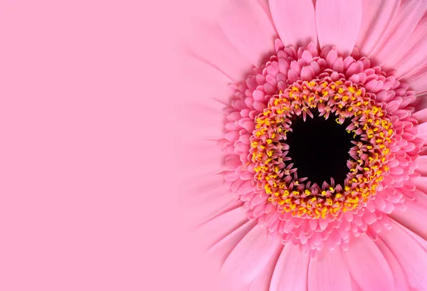 Rosa gerbera blomma med lutning — Stockfoto