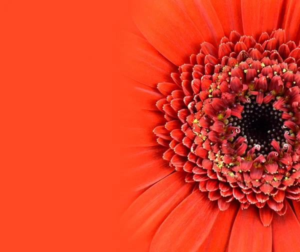 Gerbera Fiore Rosso con Gradiente — Foto Stock