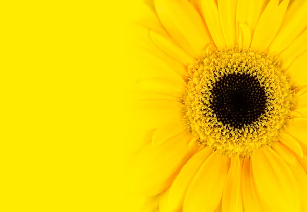 Gul Gerbera Blomst med Gradient – stockfoto