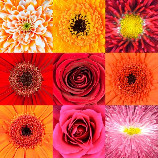 Sammlung von neun Makros roter Blüten — Stockfoto
