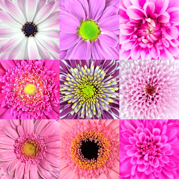 Collezione di nove macro di fiori rosa — Foto Stock