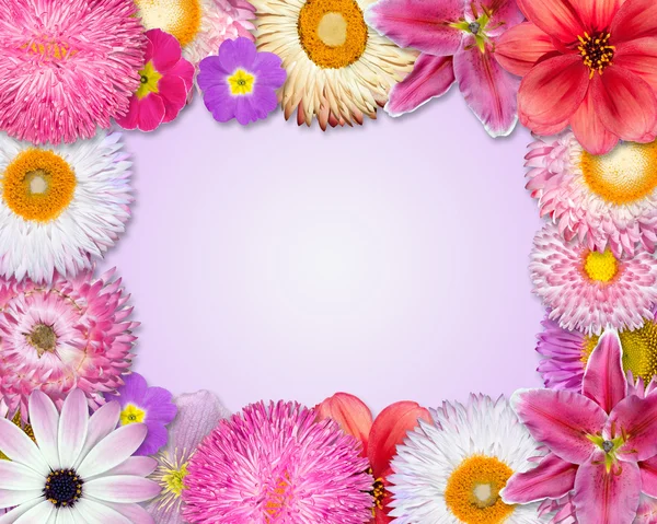Çiçek çerçeve pembe, mor, kırmızı çiçekler — Stok fotoğraf