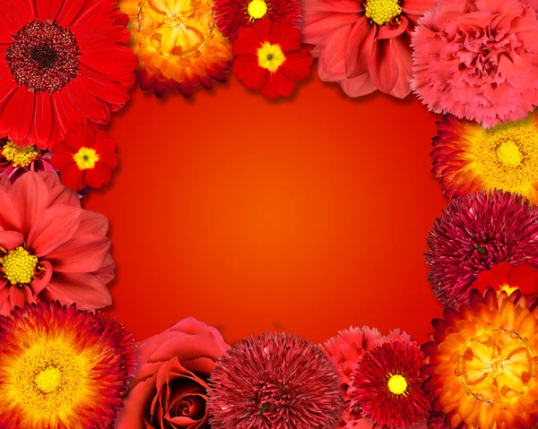 Cadre de fleurs avec des fleurs rouges sur fond orange — Photo