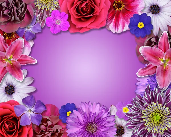 Flower Frame Pink, Purple, Red Flowers — Stock Photo, Image