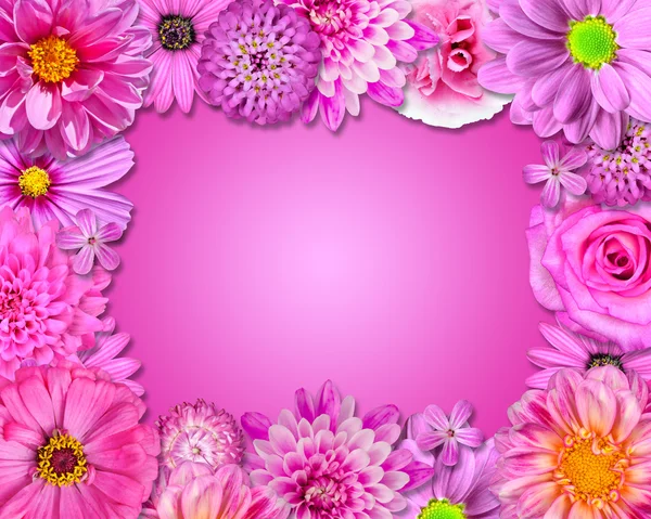 Cornice di fiore Rosa, Fiori viola — Foto Stock