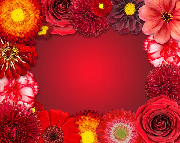 Flower Frame with Red Flowers on Purple Background — Stock Photo, Image