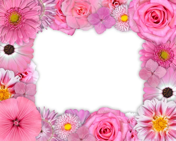 Květina rám růžové, fialové květy na bílém pozadí — Stock fotografie