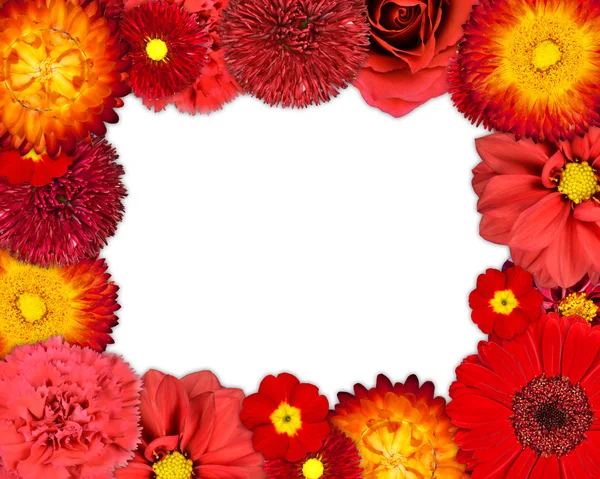 Flower Frame with Red Flowers on Blank Background — Stock Photo, Image