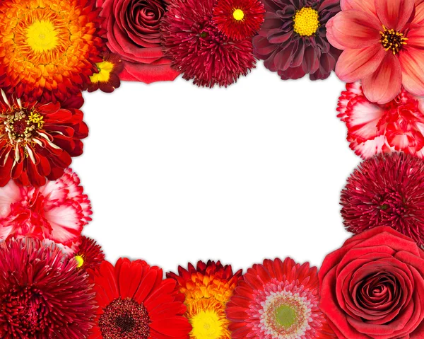 Marco de flores con flores rojas sobre fondo en blanco — Foto de Stock