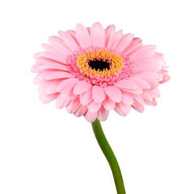 pembe gerbera çiçek yeşil kök izole ile
