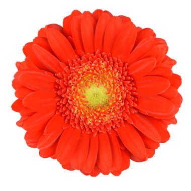 mükemmel turuncu gerbera çiçek üzerinde beyaz izole