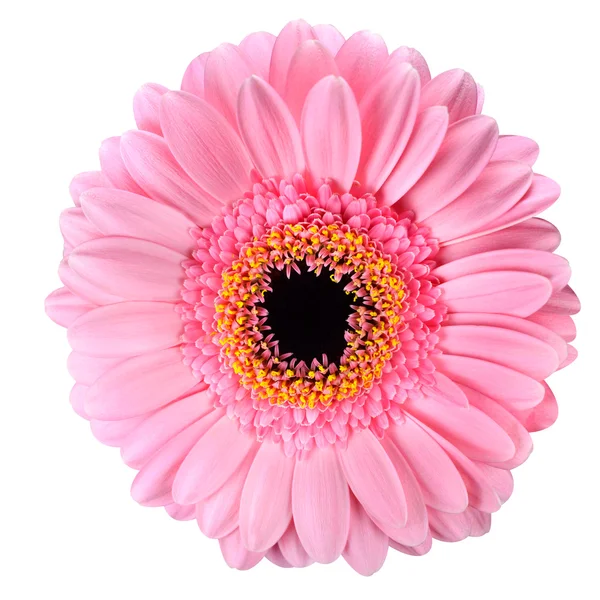 Růžová gerbera měsíček květ izolované na bílém — Stock fotografie
