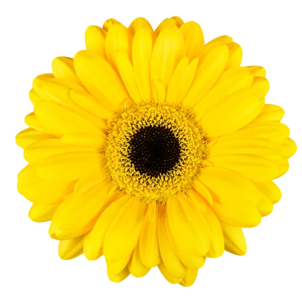 Hermosa flor amarilla Gerbera Macro aislado en blanco — Foto de Stock