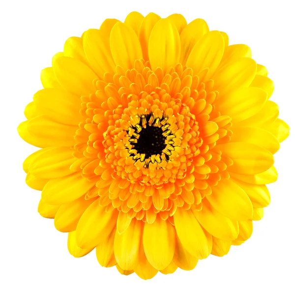 Perfekt gul gerbera blomma makro isolerad på vit — Stockfoto