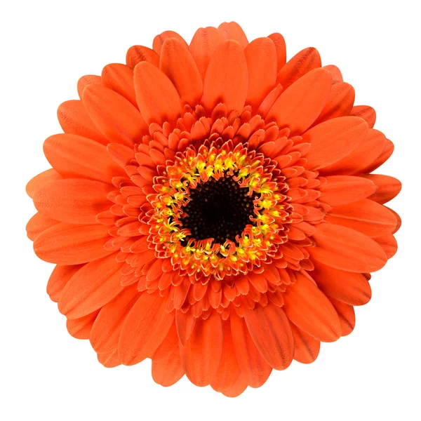 Bela flor de gerbera laranja isolada em branco — Fotografia de Stock