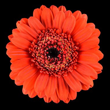 güzel portakal gerbera çiçeğin üzerine siyah izole makro