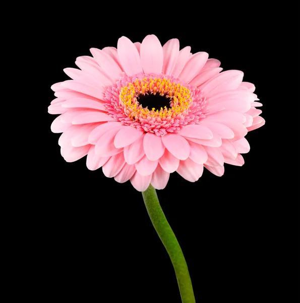 Kwiat różowy gerbera z zielony łodyga na białym tle — Zdjęcie stockowe