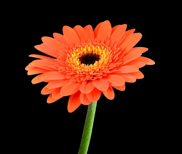Orange gerbera blomma med grön stam isolerade — Stockfoto