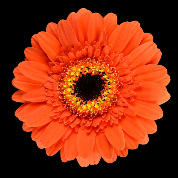 Makro der orangen Gerbera-Blüte isoliert auf schwarz — Stockfoto